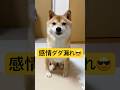 本当に分かりやすい乙女🤭💕#柴犬 #豆柴 #shibainu #犬 #犬のいる暮らし #shorts
