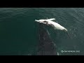 Investigadores captan a ballena jorobada en duelo por su cría muerta | AFP