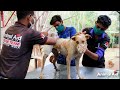 Impaled by a rod, dog in agony before rescue--beautiful recovery.