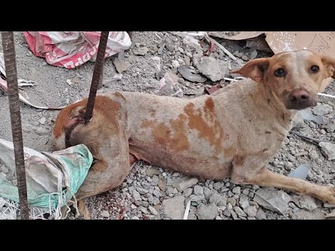 Impaled by a rod, dog in agony before rescue--beautiful recovery.