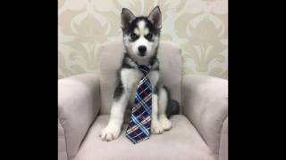 Furry Babies Aurora, Il