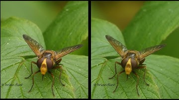 Hornet Mimic Hoverfly  3d sbs -  crossview
