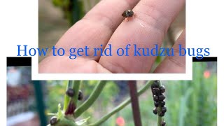 How to get rid of kudzu bugs/ Dealing with kudzu in a semi organic way