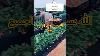 الفلاحة_في_اسبانيا اسبانيا الهجرة