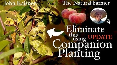 Update - Fix Peach Leaf Curl with Companion Planting - John Kaisner The Natural Farmer