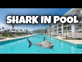A SHARK IN THE POOL