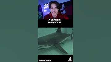 A SHARK IN THE POOL