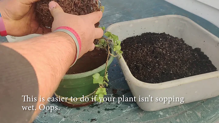 How to Re-pot Your Houseplants
