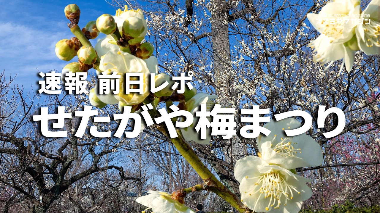 The day before the Setagaya Plum Festival | 488 plum trees in