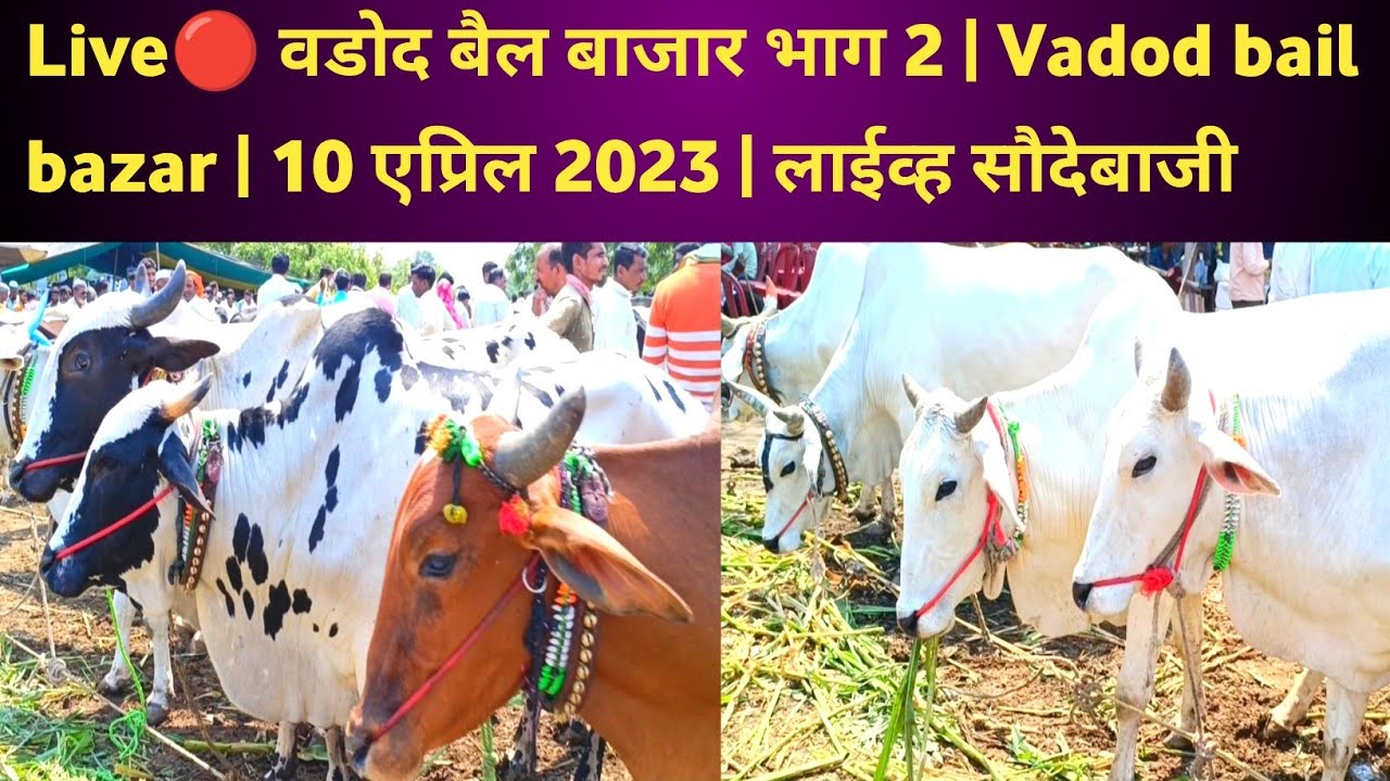 Live🔴 वडोद बैल बाजार भाग 2 | Vadod bail bazar | 10 एप्रिल 2023 | लाईव्ह सौदेबाजी #बैलगाडा