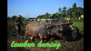 LEMBUR KURING   (KAMPUNG SAYA)