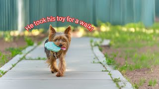 Toy walk!