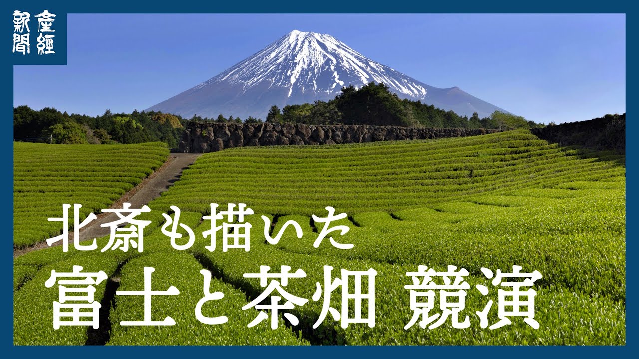 【探訪】北斎も描いた  富士と茶畑 競演