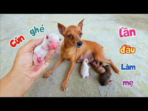 Video: Con chó đáng yêu của tuần - Daisy D