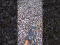 猪とかち合った四国犬の元へ向かう時本音が #狩猟 #松ごり #四国犬 #猪 #甲斐犬 #deer #deerhunting #wildboar #wildboarhunt