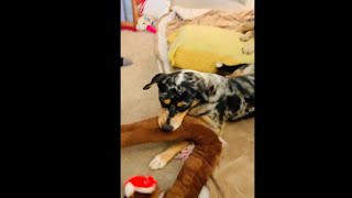 Mean Dog Snatches Away His Brother's Stuffed Toy