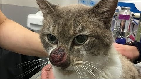 Removing A Giant Botfly Maggot From Kitten