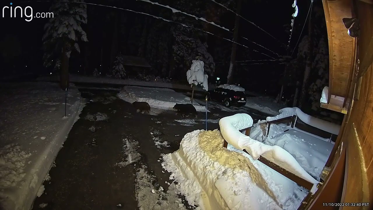 The Three Bears Nov. 2022