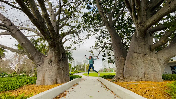 Baobab trees in Hollywood Florida