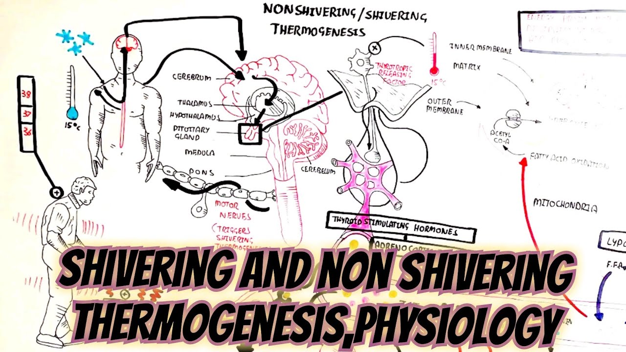 shivering-and-non-shivering-thermogenesis-physiology-neet-ncert-mcat