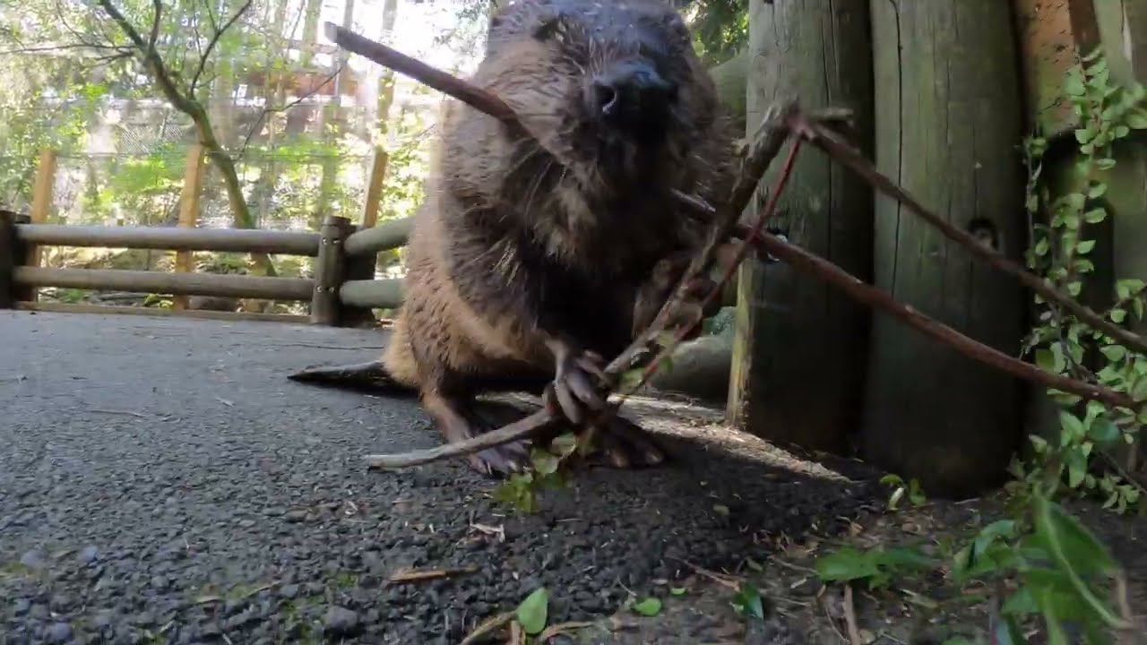 Beaver Maple Celebrates 6th Birthday