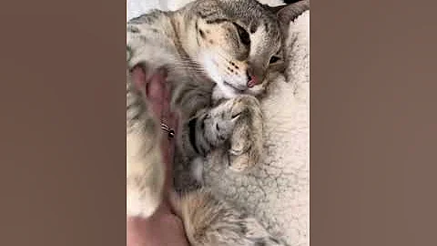 Video 4821161: f2 savannah cat, savannah cats love, big savannah cat, purring loudly