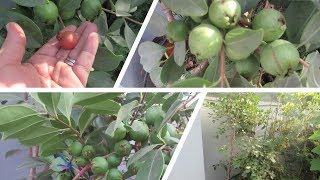 زراعة الاسطح 170 -  الجوافة الصينية في اصيص
