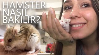 HAMSTER NASIL BAKILIR? | MİSKİN'İN ANISINA...