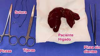 Técnica de inyección intramuscular y sutura de hígado de pollo - MMG.