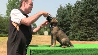 First Lesson On The Table! Kraftwork K9 Pro German Shepherd