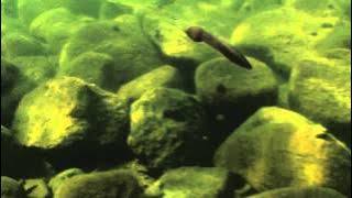 IMPULSE Riggin Leech