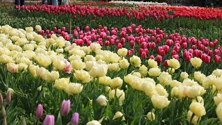 В Никитском ботаническом саду открылся 17-й парад тюльпанов