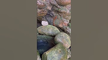 Con rết khổng lồ trên hang ở Đền Mẫu Ba Vì