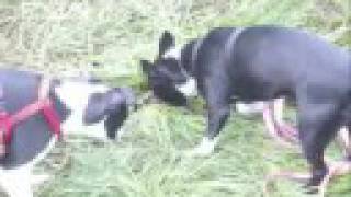 Boston Terrier Fun-Rolling On A Mouse