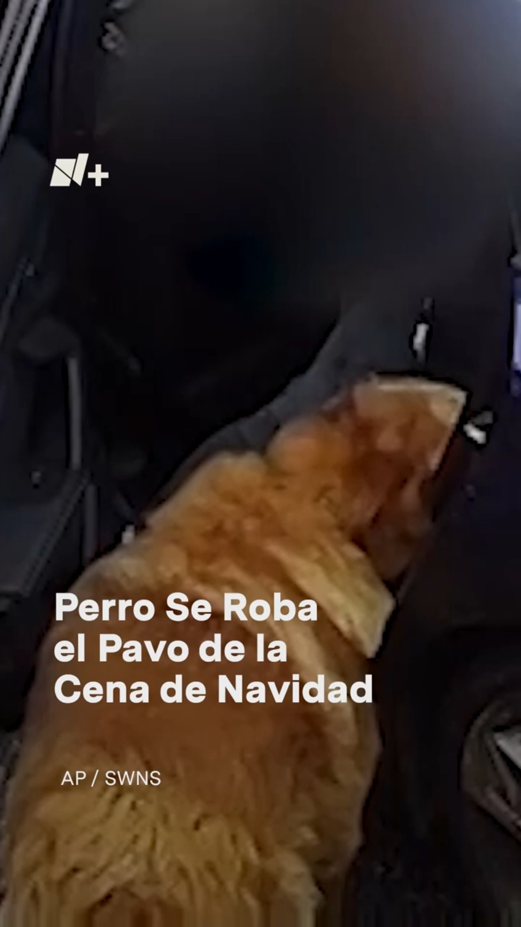 Perro se roba el pavo de la cena de Navidad - N+ #Shorts