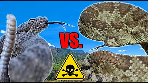 Tiger VS. Mojave Rattlesnake! - Bite Comparison