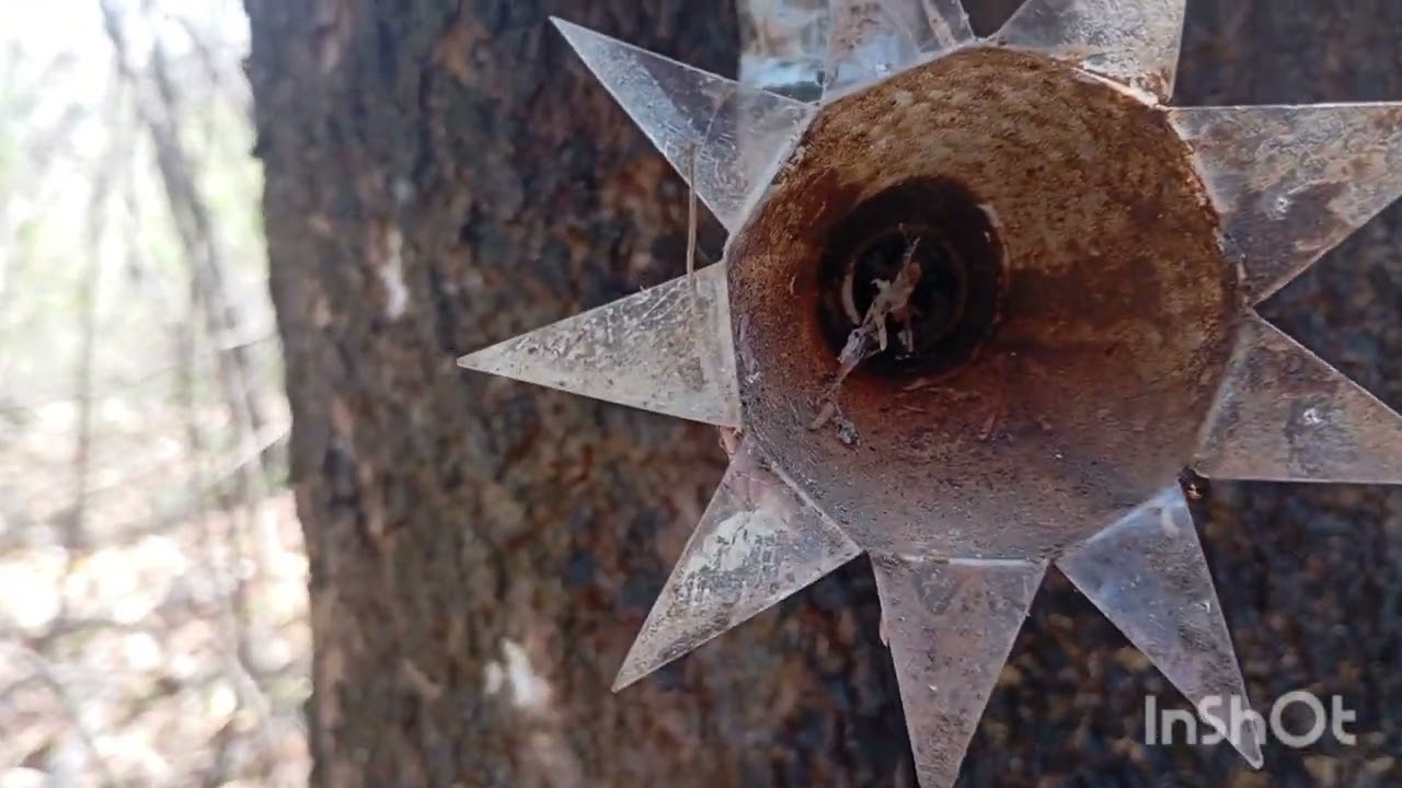 Temporada de Abelhas Nativas 2025/2026. Dia de Armar, Atrativar e Capturar abelhas nativas!