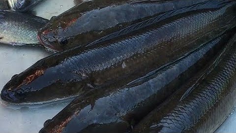 câu cá lóc bằng mồi HUNTER V4 cân cả vũ trụ