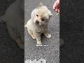 道で倒れた子犬を救った青年と衝撃の事実 #保護犬 #子犬 #動物虐待反対 #犬癒し #犬のいる生活