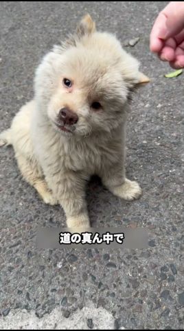 道で倒れた子犬を救った青年と衝撃の事実 #保護犬 #子犬 #動物虐待反対 #犬癒し #犬のいる生活