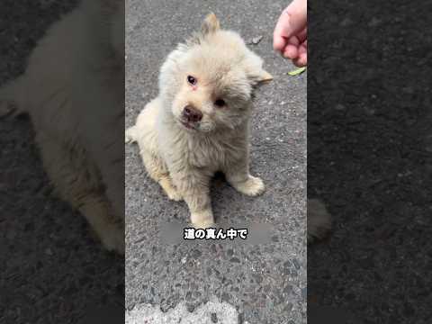 道で倒れた子犬を救った青年と衝撃の事実 #保護犬 #子犬 #動物虐待反対 #犬癒し #犬のいる生活