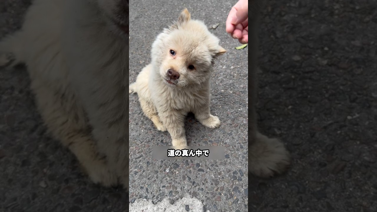 道で倒れた子犬を救った青年と衝撃の事実 #保護犬 #子犬 #動物虐待反対 #犬癒し #犬のいる生活