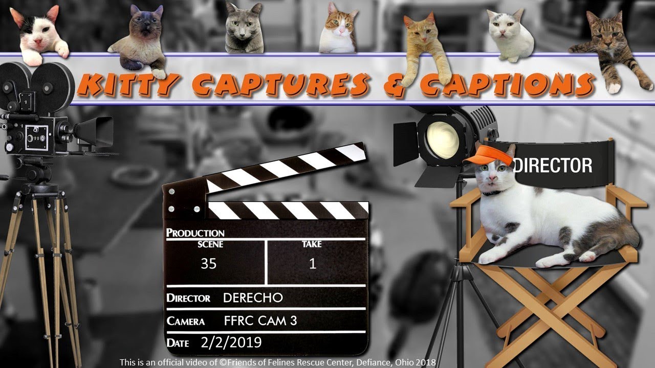 cage free vs organic eggs FFRC Captures and Captions Giggles Scene #35