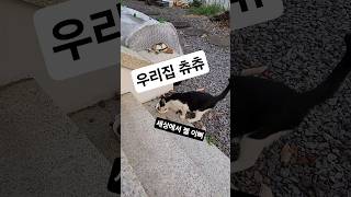 우리집 길냥이들은 잘 지내고 있어요!
