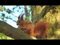 Дитяча пісенька про білочку/ The song about the squirrel for kids