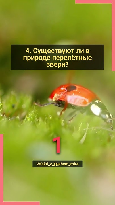 Викторина о природе: Весна. Часть 1 #угадай #знания #весна #викторина # ...