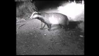 Badger and Fox with a missing Paw