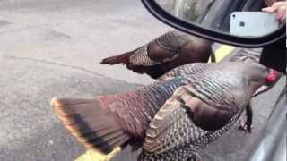 Turkeys attacking my car