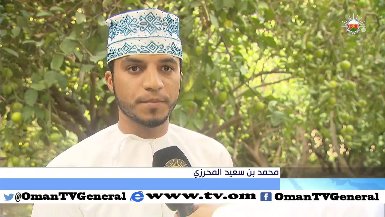 تقرير | حصاد فاكهة السفرجل في ولاية المضيبي