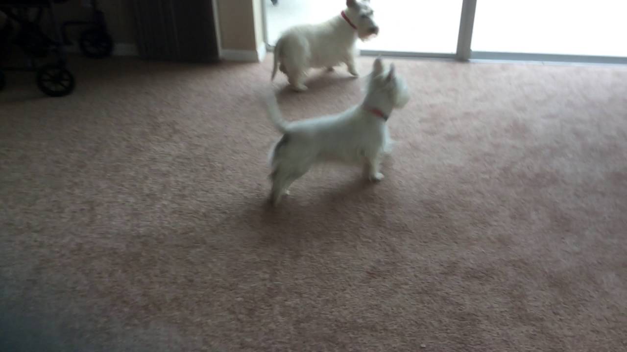 Westie Goes Crazy Over Her New Pool